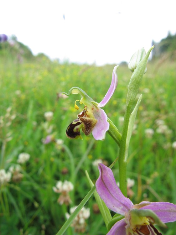 Ophrys apifera
